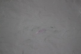 Missing Picture